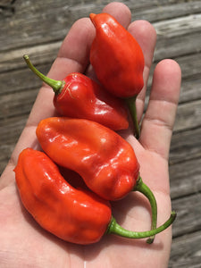 Red Horizon (Pepper Seeds)
