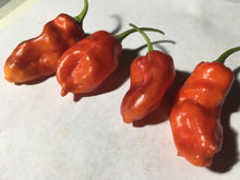 Load image into Gallery viewer, Red Horizon (Pepper Seeds)