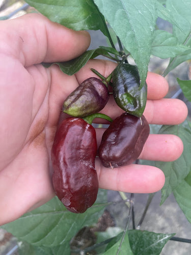 Roxa Lantern Chocolate (Pepper Seeds)(Limited)