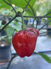 Load image into Gallery viewer, Roxa Lantern Black Cherry (Pepper Seeds)