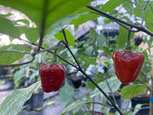 Load image into Gallery viewer, Roxa Lantern Black Cherry (Pepper Seeds)