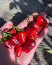 Load image into Gallery viewer, Roxa Lantern Red Matrix (Pepper Seeds)