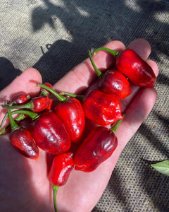 Roxa Lantern Red Matrix (Pepper Seeds)