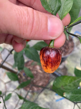 Load image into Gallery viewer, Roxa Lantern Red Matrix (Pepper Seeds)