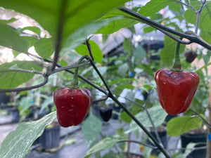 Roxa Lantern Black Cherry (Pepper Seeds)