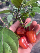 Load image into Gallery viewer, Roxa Lantern Black Cherry (Pepper Seeds)