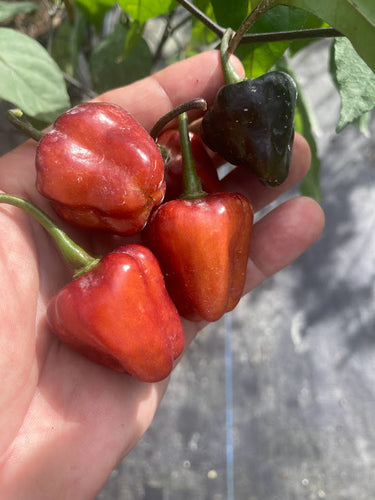 Roxa Lantern Black Cherry (Pepper Seeds)