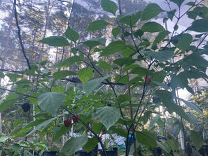 Roxa Lantern Black Cherry (Pepper Seeds)