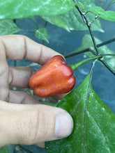 Load image into Gallery viewer, Roxa Lantern Black Cherry (Pepper Seeds)