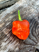 Load image into Gallery viewer, Roxa Lantern Red LG (Pepper Seeds)