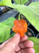 Load image into Gallery viewer, Roxa Lantern Red LG (Pepper Seeds)
