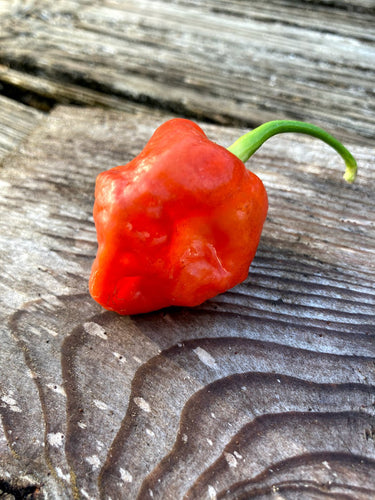 Roxa Lantern Red LG (Pepper Seeds)