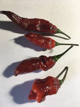 Load image into Gallery viewer, Red Shark (Pepper Seeds)