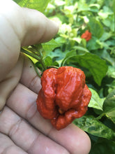 Load image into Gallery viewer, Ramirez Stinger (Pepper Seeds)