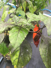 Load image into Gallery viewer, Red Shark (Pepper Seeds)