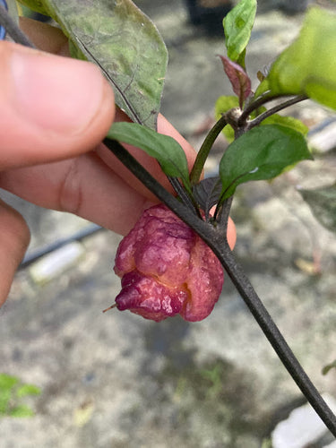 Reaper Spagliato (Pepper Seeds)