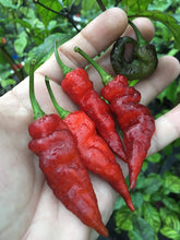 Load image into Gallery viewer, Red Tiger (Pepper Seeds)