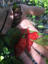Load image into Gallery viewer, Red Tiger (Pepper Seeds)