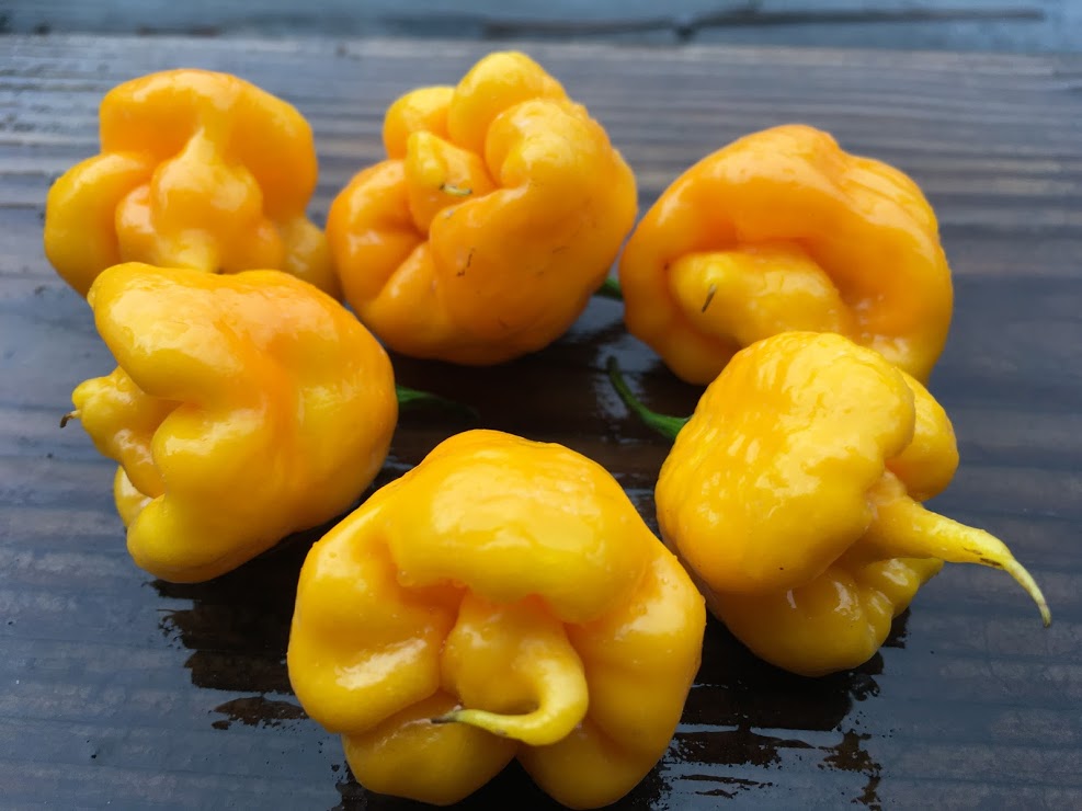 Reaper Yellow (Pepper Seeds)