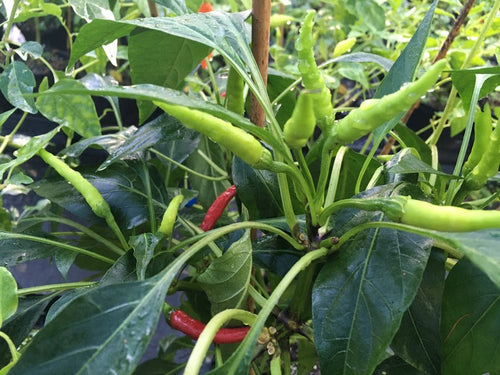 Sandabahar (Pepper Seeds)