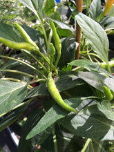 Load image into Gallery viewer, Sandabahar (Pepper Seeds)