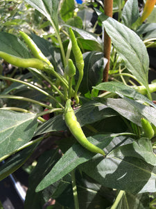 Sandabahar (Pepper Seeds)