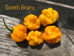 Scotch Brains (Pepper Seeds)