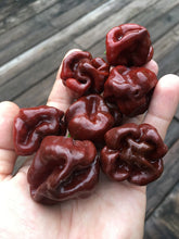 Load image into Gallery viewer, Scotch Bonnet Chocolate (Pepper Seeds)