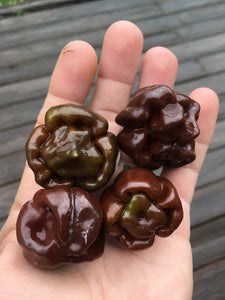 Scotch Bonnet Chocolate (Pepper Seeds)