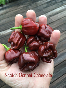 Scotch Bonnet Chocolate (Pepper Seeds)