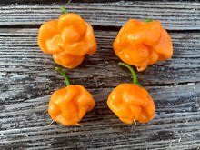 Load image into Gallery viewer, Scotch Bonnet Freeport Orange (Pepper Seeds)