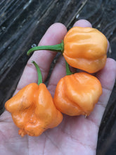 Load image into Gallery viewer, Scotch Bonnet Freeport Orange (Pepper Seeds)