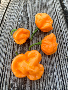 Scotch Bonnet Freeport Orange (Pepper Seeds)