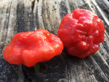 Load image into Gallery viewer, Scotch Bonnet Red (Pepper Seeds)