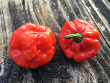 Load image into Gallery viewer, Scotch Bonnet Red (Pepper Seeds)