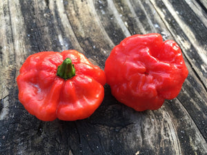 Scotch Bonnet Red (Pepper Seeds)