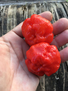 Scotch Bonnet Red (Pepper Seeds)