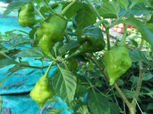 Load image into Gallery viewer, Scorpion Green (Pepper Seeds)