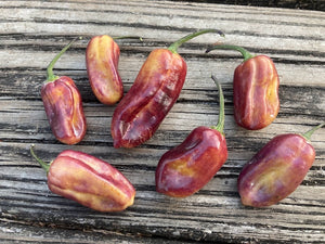 Dark Cream Horizon (Pepper Seeds) (Limited)