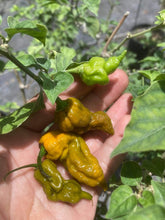 Load image into Gallery viewer, 7 Pot Slimer (Pepper Seeds)