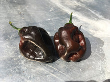 Load image into Gallery viewer, Swiss Chocolate (Pepper Seeds)