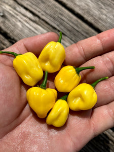 Trinidad Beans Yellow (Pepper Seeds)