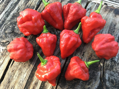 Turks Cap (Pepper Seeds)