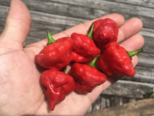 Load image into Gallery viewer, Turks Cap (Pepper Seeds)