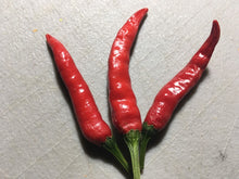 Load image into Gallery viewer, Thai Red Hot (Pepper Seeds)