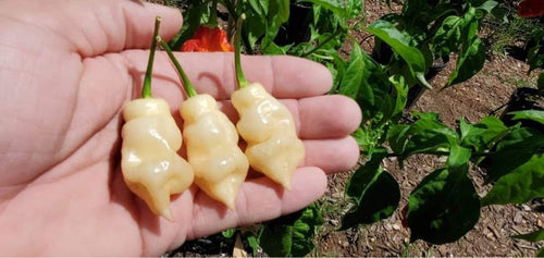 Taj Mahal Long White (Pepper Seeds)