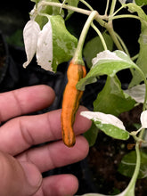 Load image into Gallery viewer, Tiger Thunder (Pepper Seeds)
