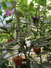 Load image into Gallery viewer, Purple UFO (Pepper Seeds)