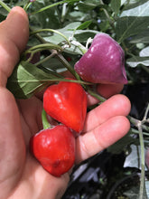 Load image into Gallery viewer, Purple UFO (Pepper Seeds)
