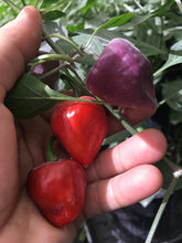 Load image into Gallery viewer, Purple UFO (Pepper Seeds)